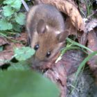 Eine Maus im Feld