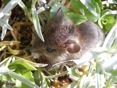 Eine Maus im Garten