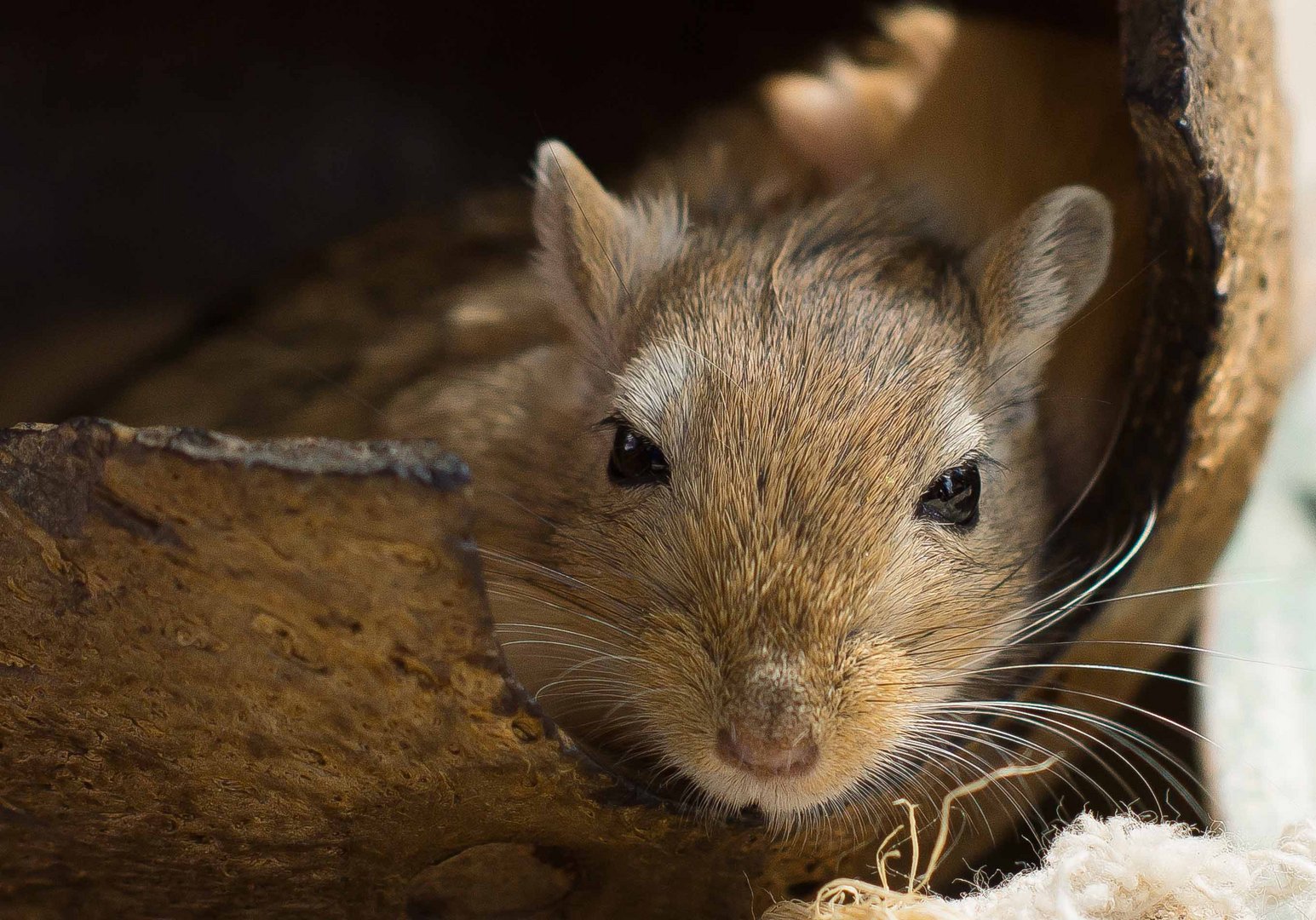 Eine Maus im Haus....