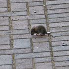 eine Maus war auch noch da