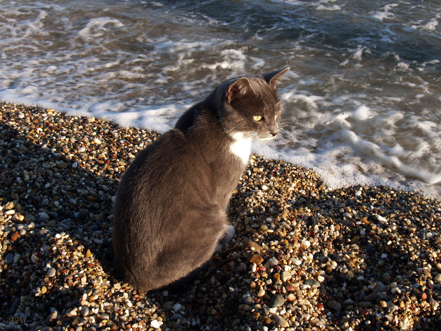 Eine "Meer" Katze