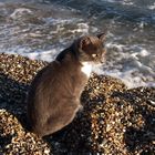 Eine "Meer" Katze