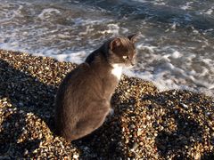 Eine "Meer" Katze