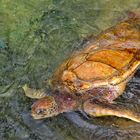 Eine Meeresschildkröte zum Anfassen nahe
