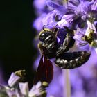 eine meiner 3 Schwarzen Holzbienen