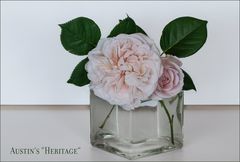 Eine meiner ältestesn Englischen Rosen...