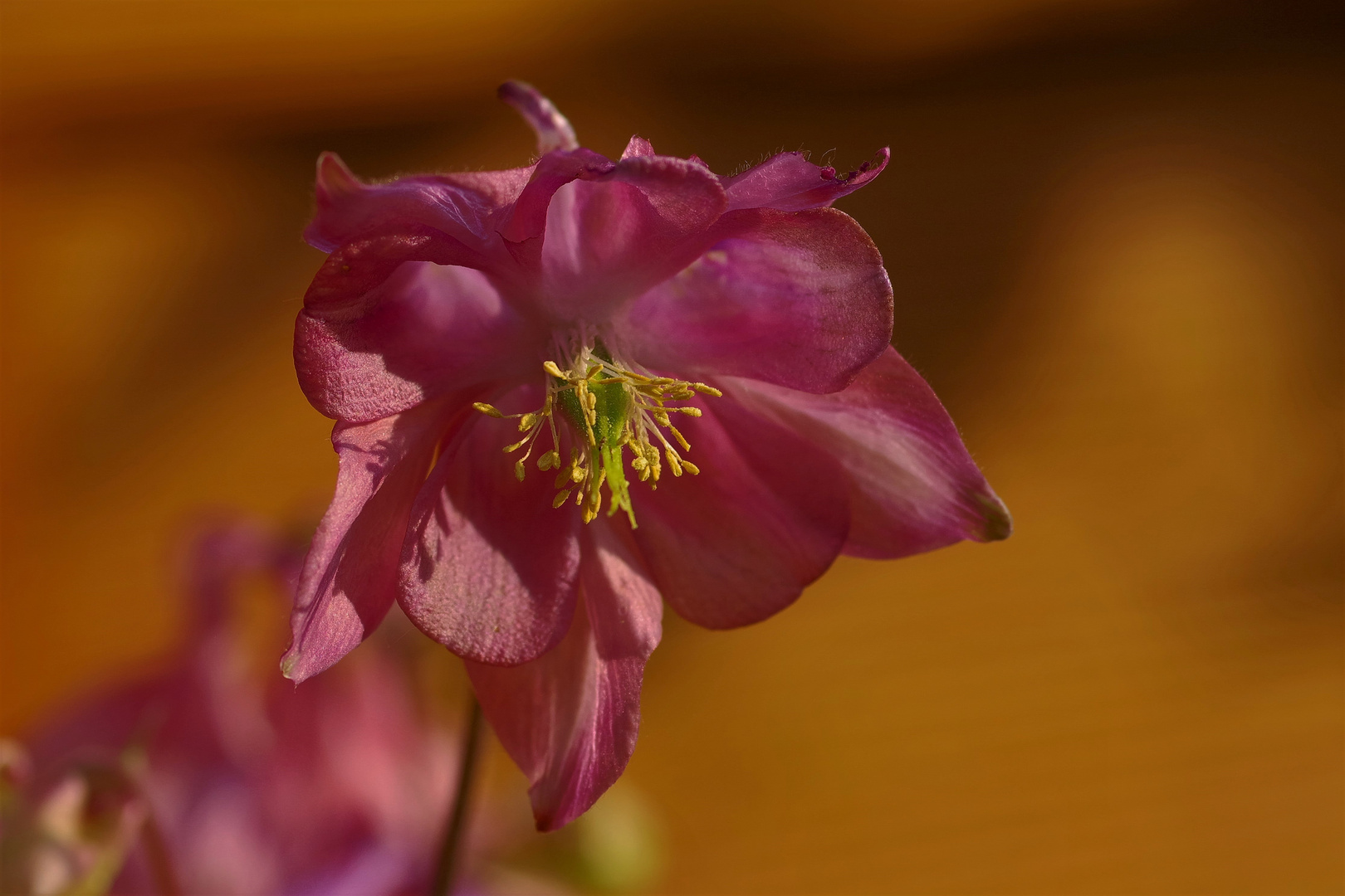 Eine meiner Akeleien im Garten