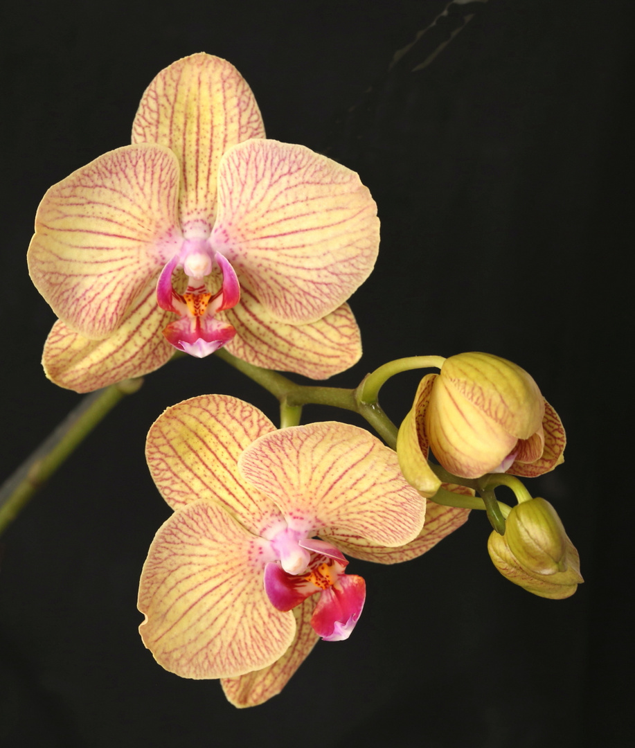 Eine meiner blühenden Orchideen