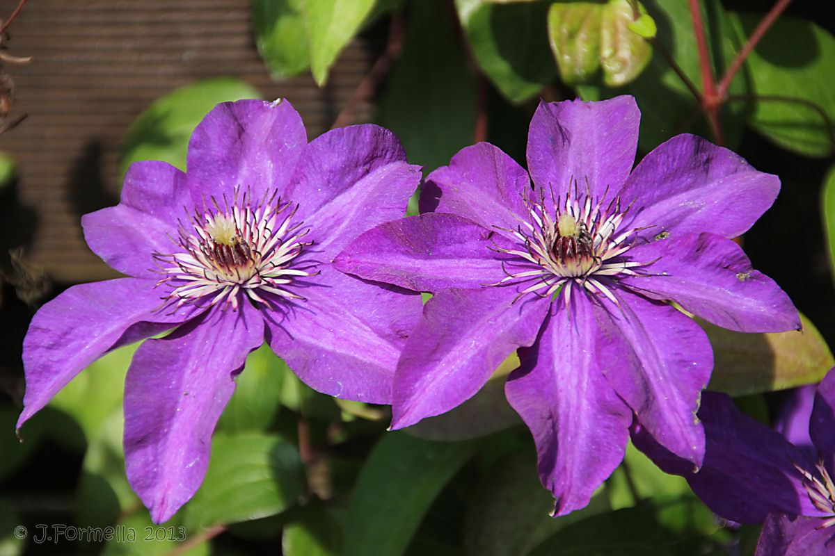 Eine meiner Clematis