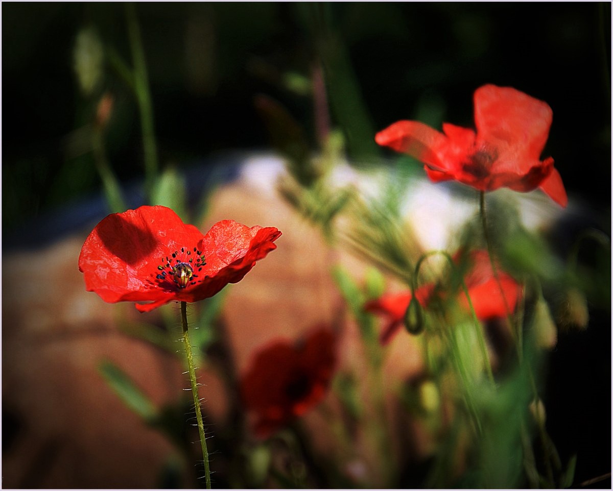 °°° Eine meiner Lieblinge im Sommer °°°