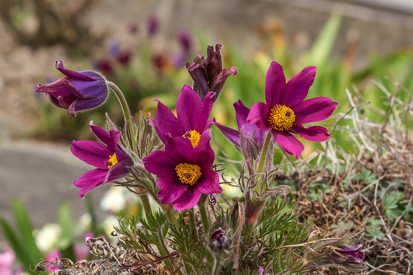 Eine meiner Lieblingsblumen .....