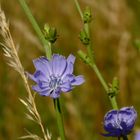 Eine meiner Lieblingsblumen