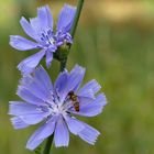 Eine meiner Lieblingsblumen