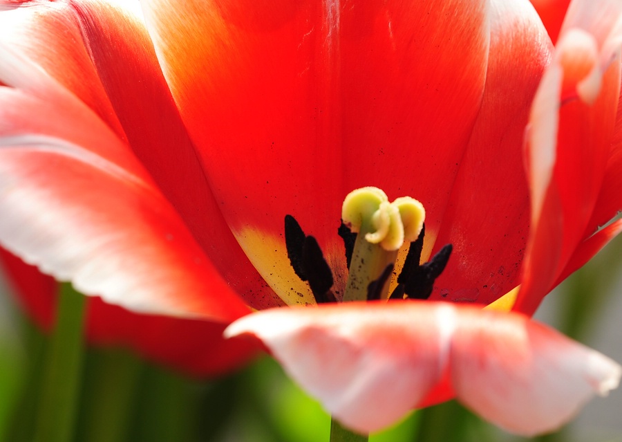 Eine meiner Lieblingsblumen......