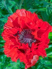 eine meiner Lieblingsblumen...