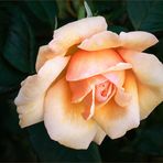 Eine meiner liebsten Englischen Rosen....
