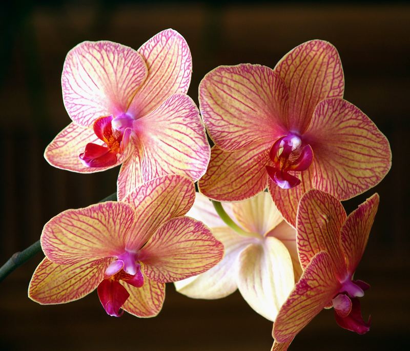 Eine meiner Orchideen