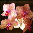 Eine meiner Orchideen