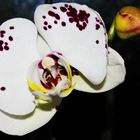 eine meiner Orchideen...
