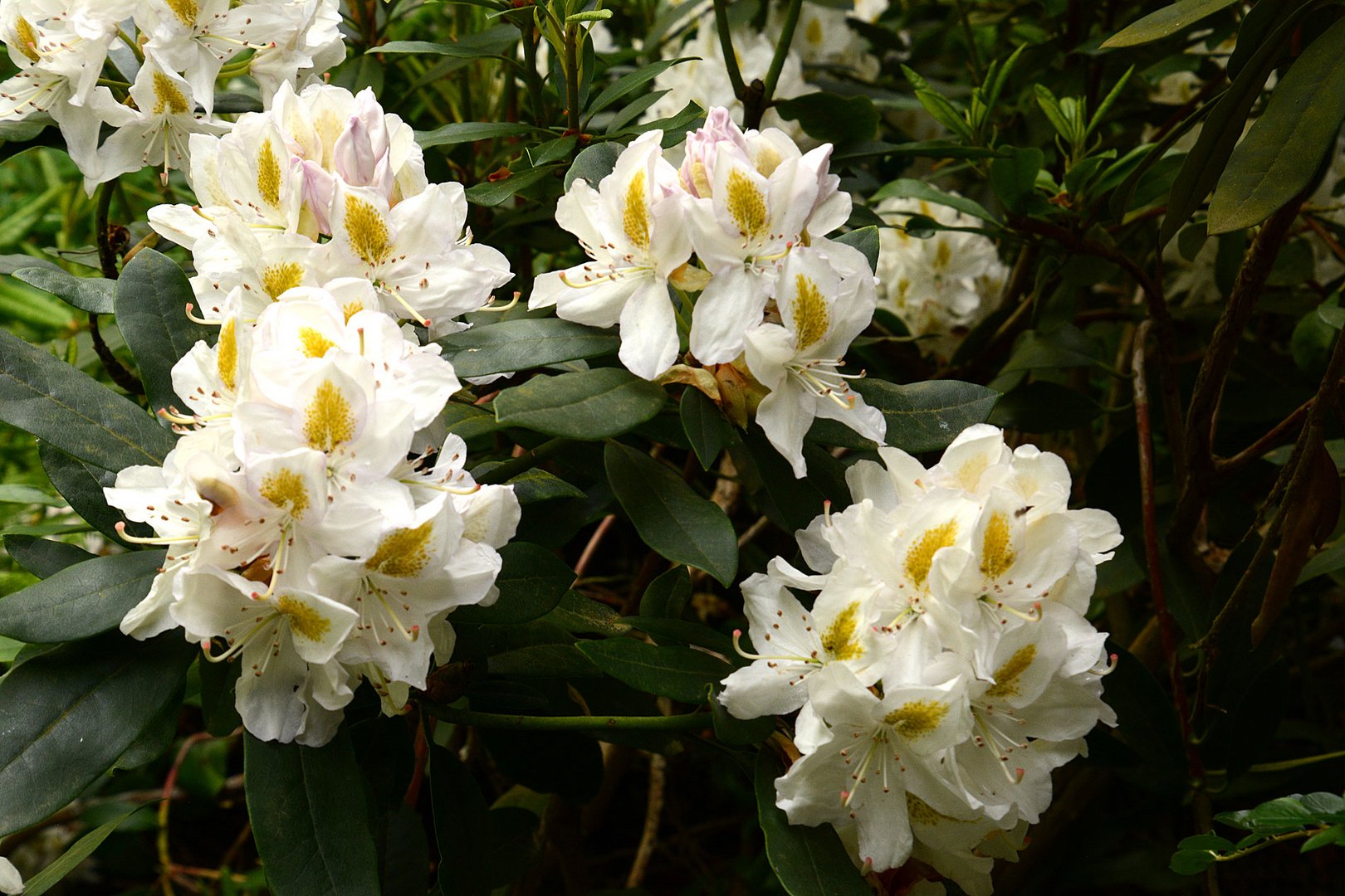 Eine meiner schönsten Rhodendronbüsche blüht jetzt.