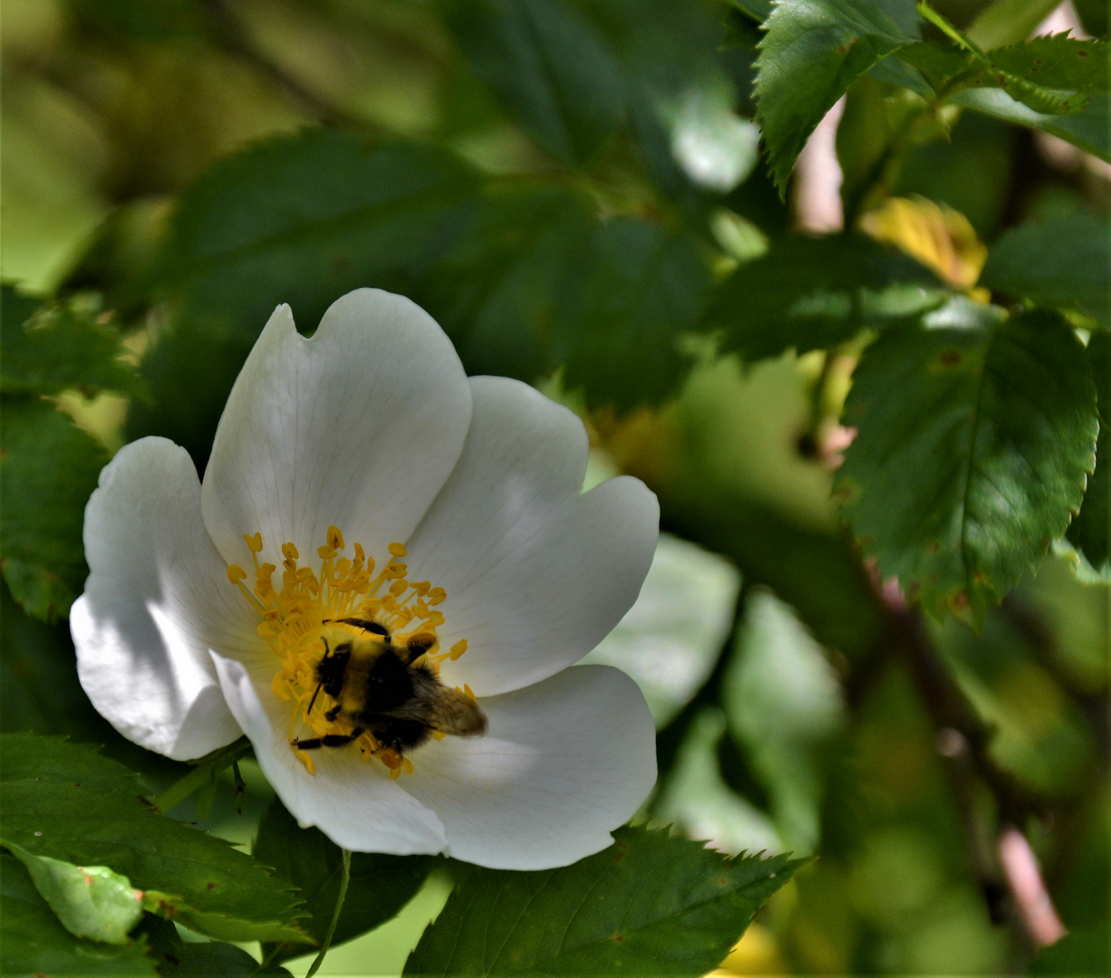  Eine meiner Wildrosen mit Besuch....