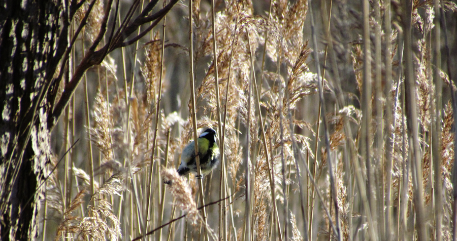 Eine Meise im Halmen-Wald