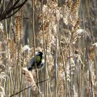 Eine Meise im Halmen-Wald