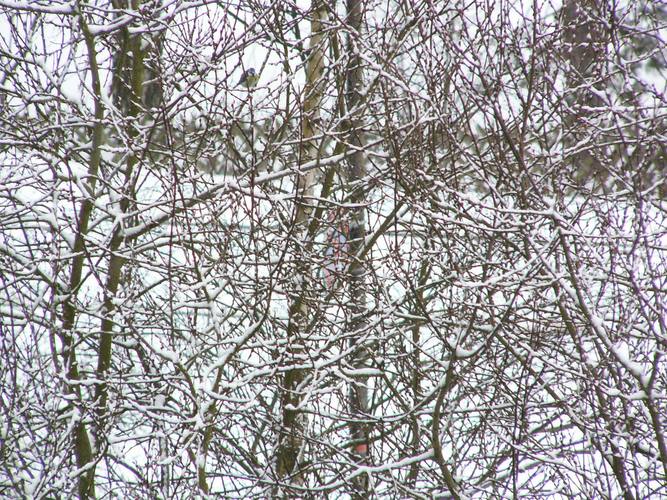 Eine Meise macht noch keinen Frühling