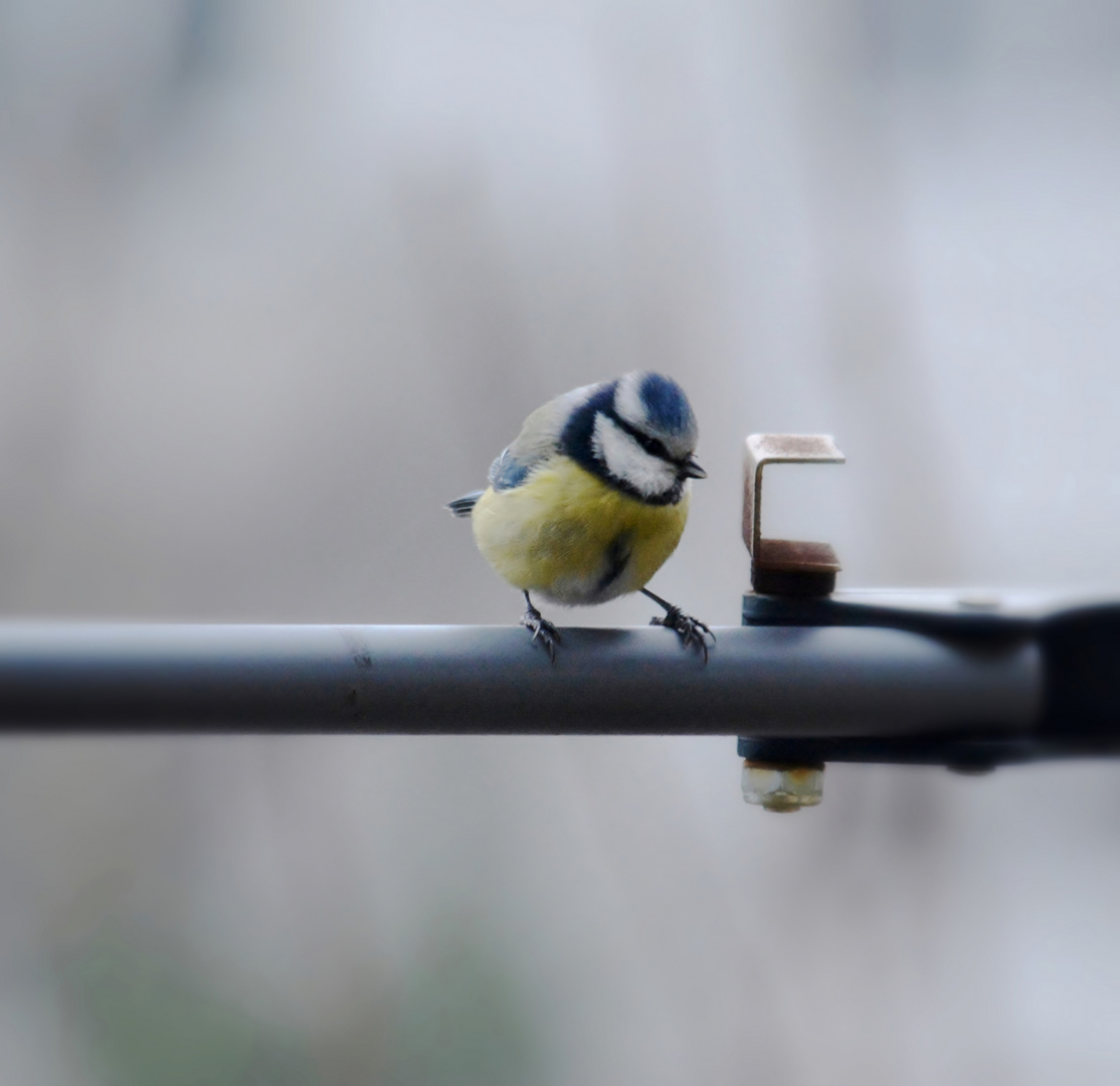 Eine Meise macht noch keinen Frühling