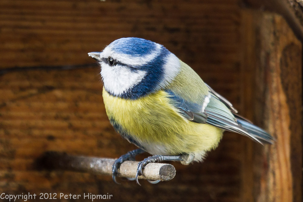 Eine Meise zu Besuch