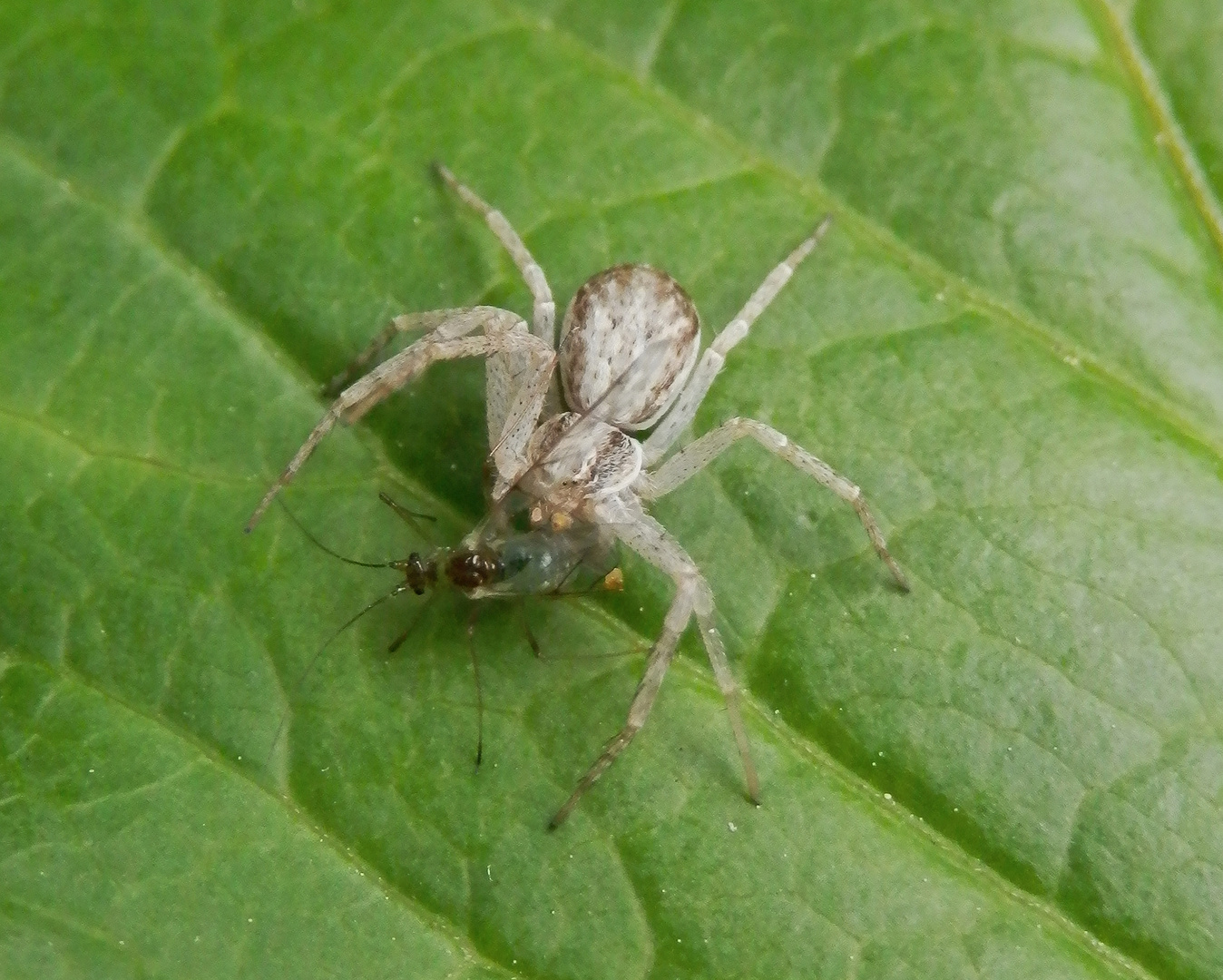 Eine Minispinne auf Läusejagd - Philodromus sp.