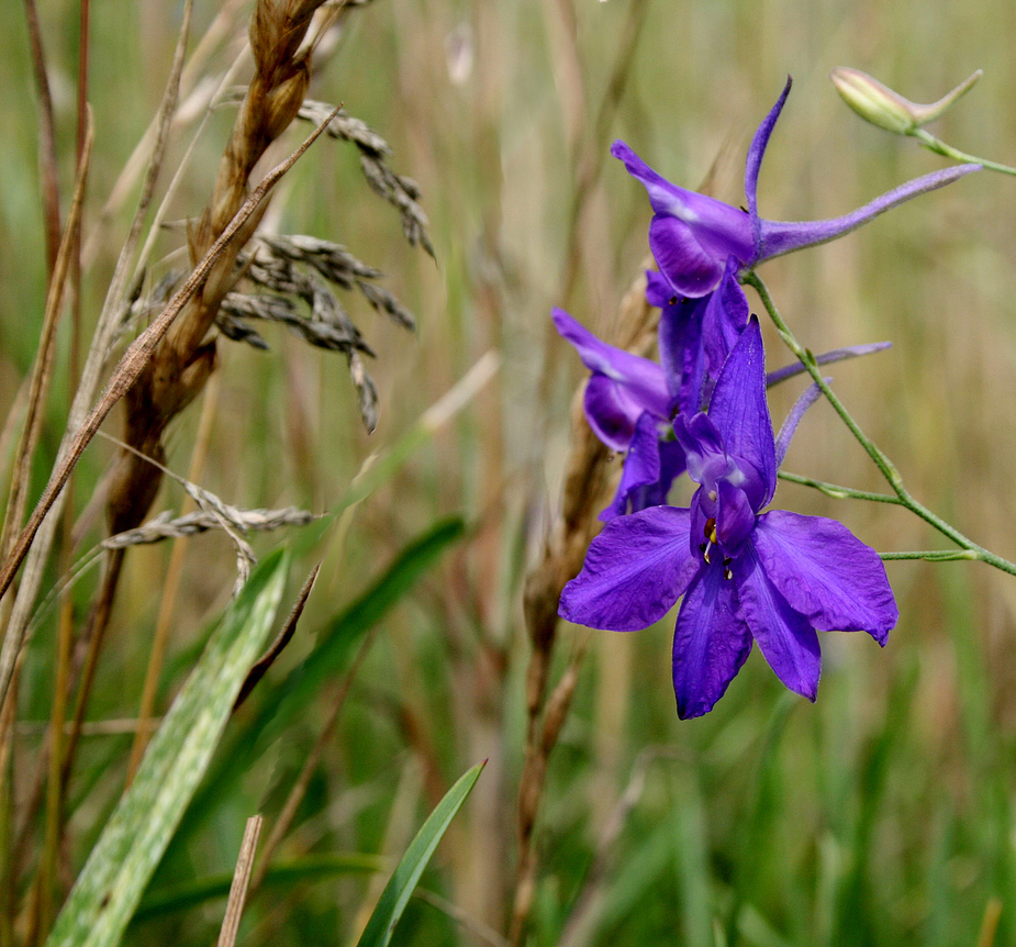 Eine mir unbekannte blaue Blume am Roggenfeld