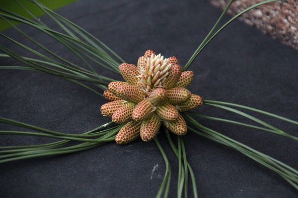 Eine mir Unbekannte Blüte