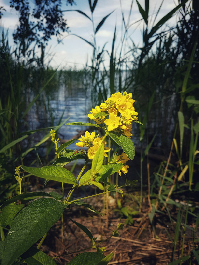 Eine mir unbekannte Blüte, am Seeufer von Bad Zwischenahn. 