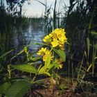 Eine mir unbekannte Blüte, am Seeufer von Bad Zwischenahn. 