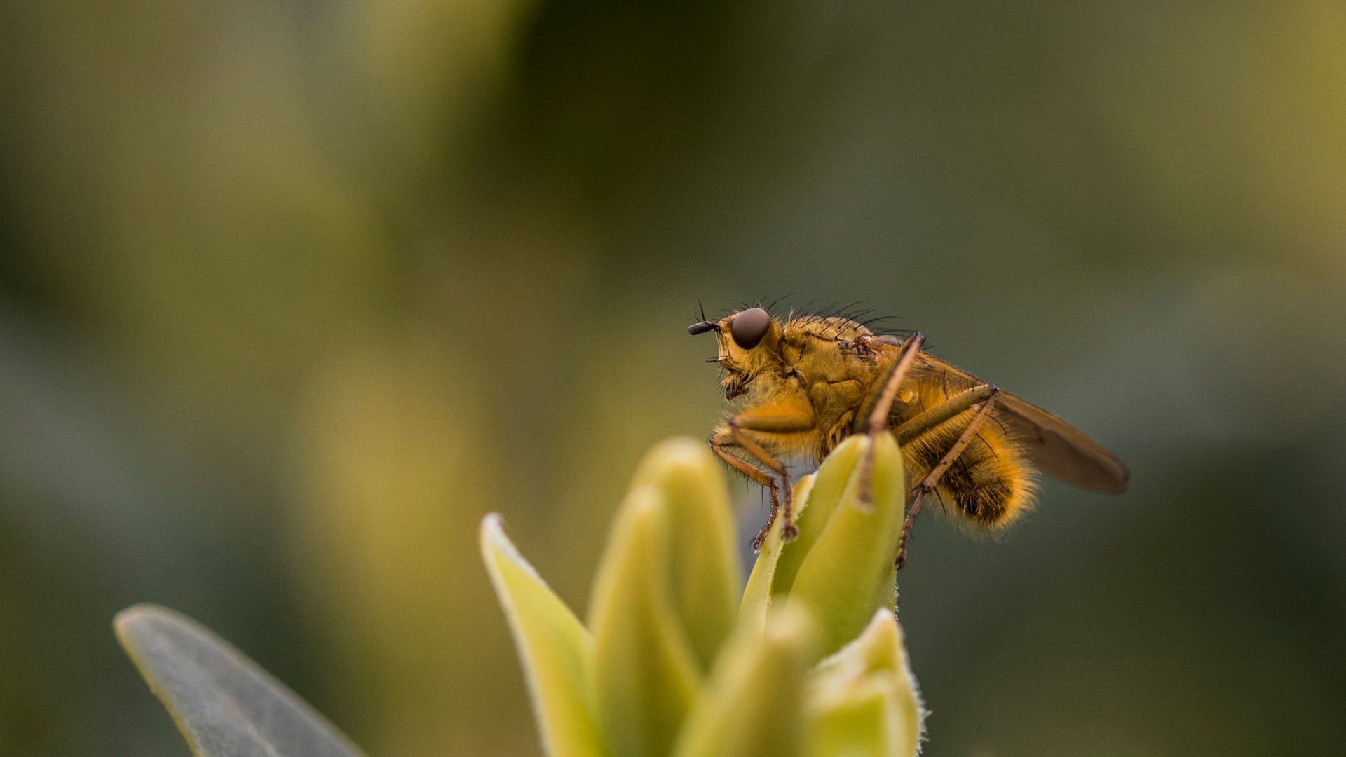 eine mir unbekannte Fliege