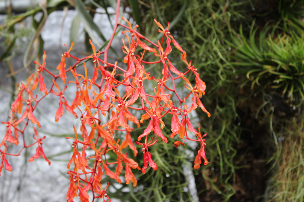 eine mir unbekannte Pflanze. Danke Barbara, eine  Renanthera coccinea also eine Orchideenart