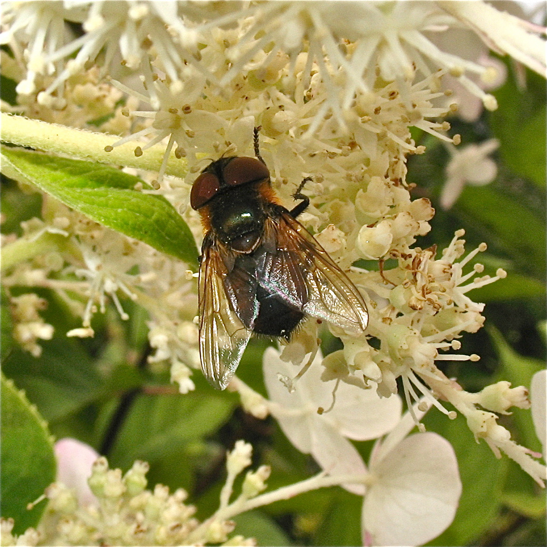 Eine mir unbekannte Schwebfliege - vielleicht kann sie jemand bestimmen?