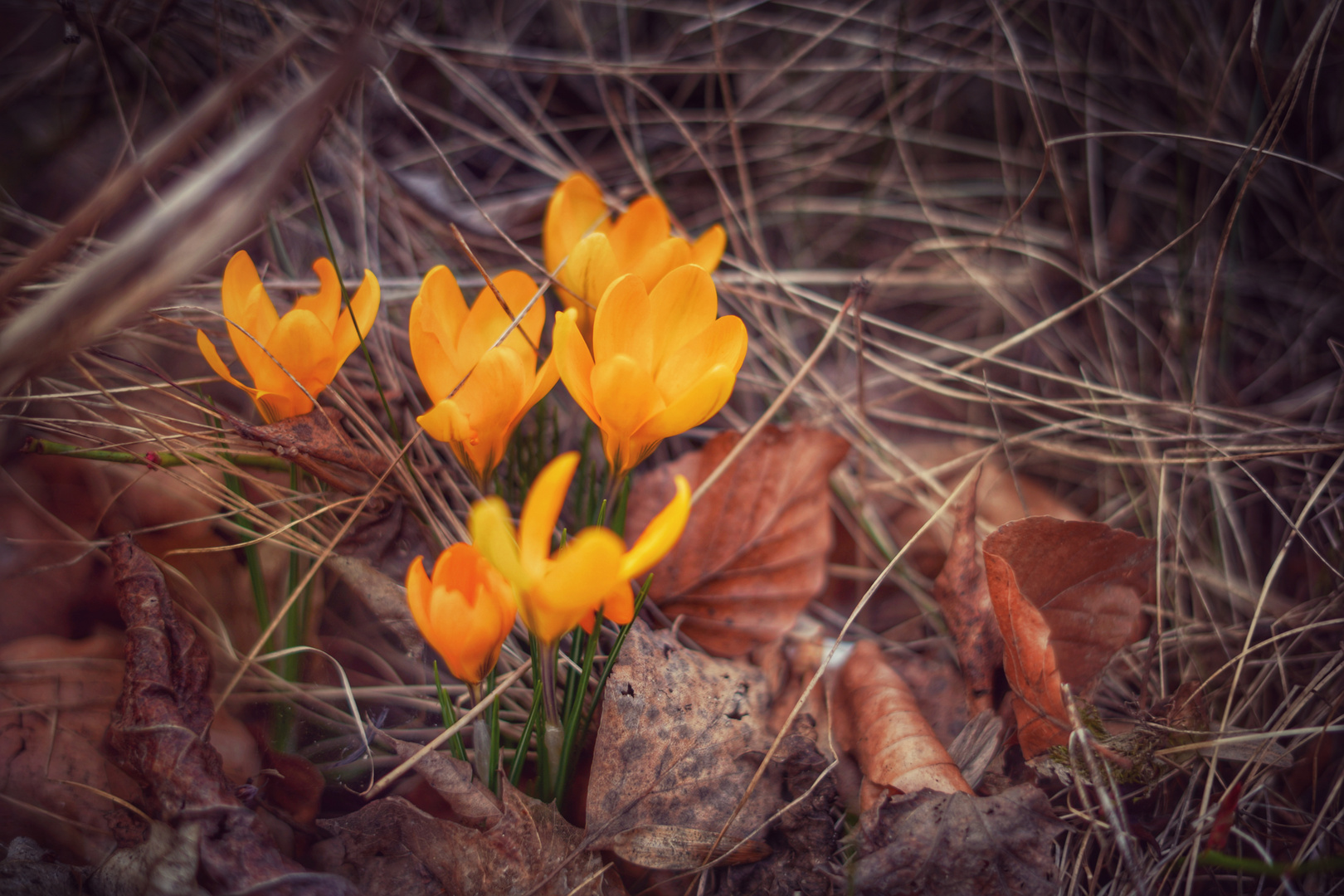 Eine Mischung aus Herbst, Winter & Frühling 