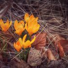 Eine Mischung aus Herbst, Winter & Frühling 