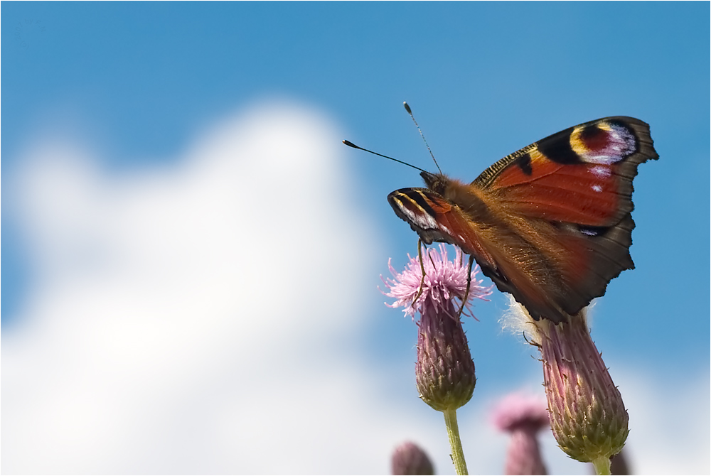 eine mischung aus vogel und blume...