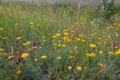 Eine Mischung wilder Wiesenblumen
