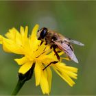 Eine Mistbiene (Eristalis tenax)...