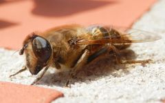 Eine Mistbiene (Eristalis tenax) - ganz groß