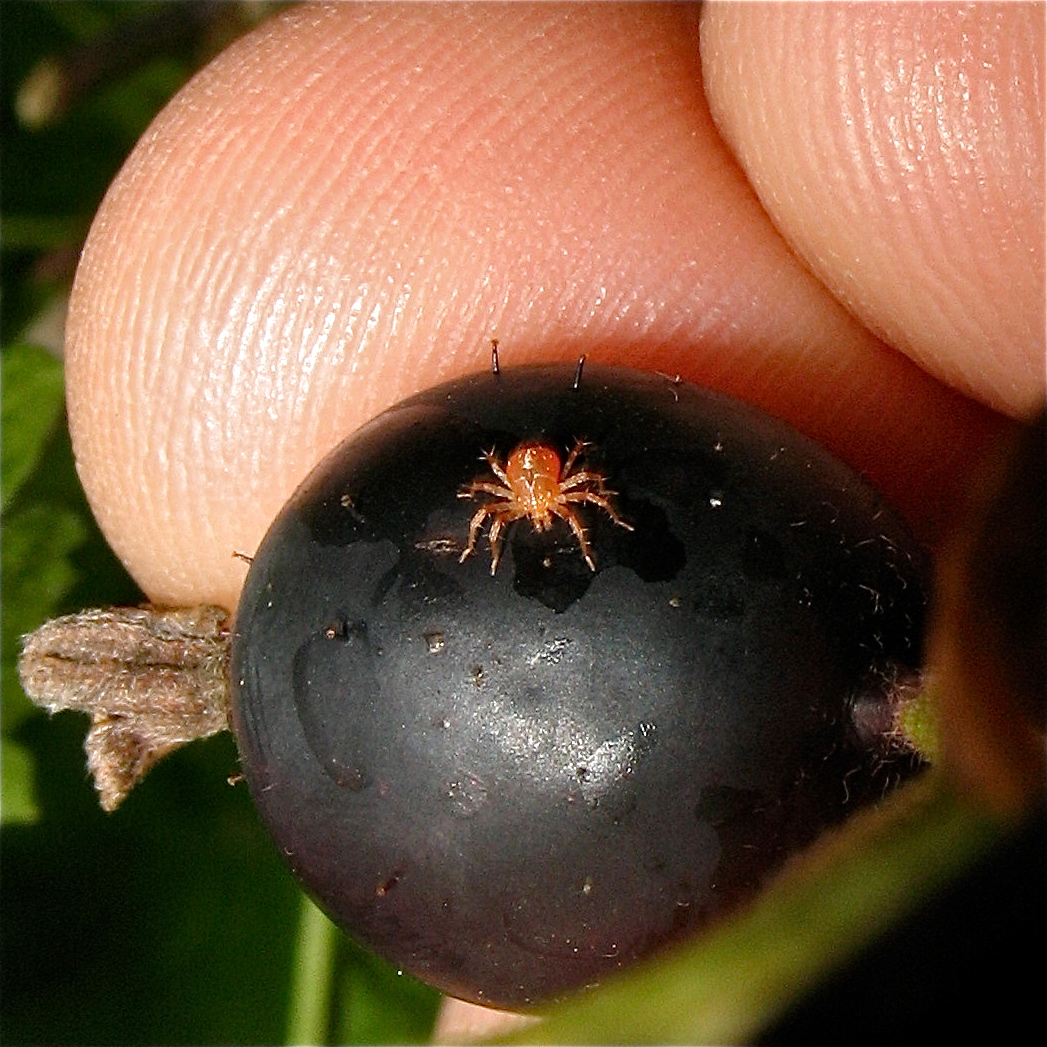 Eine mit etwa 1,5 mm größere Raubmilbe (Fam. Gamasidae), die sich immer wieder . . .