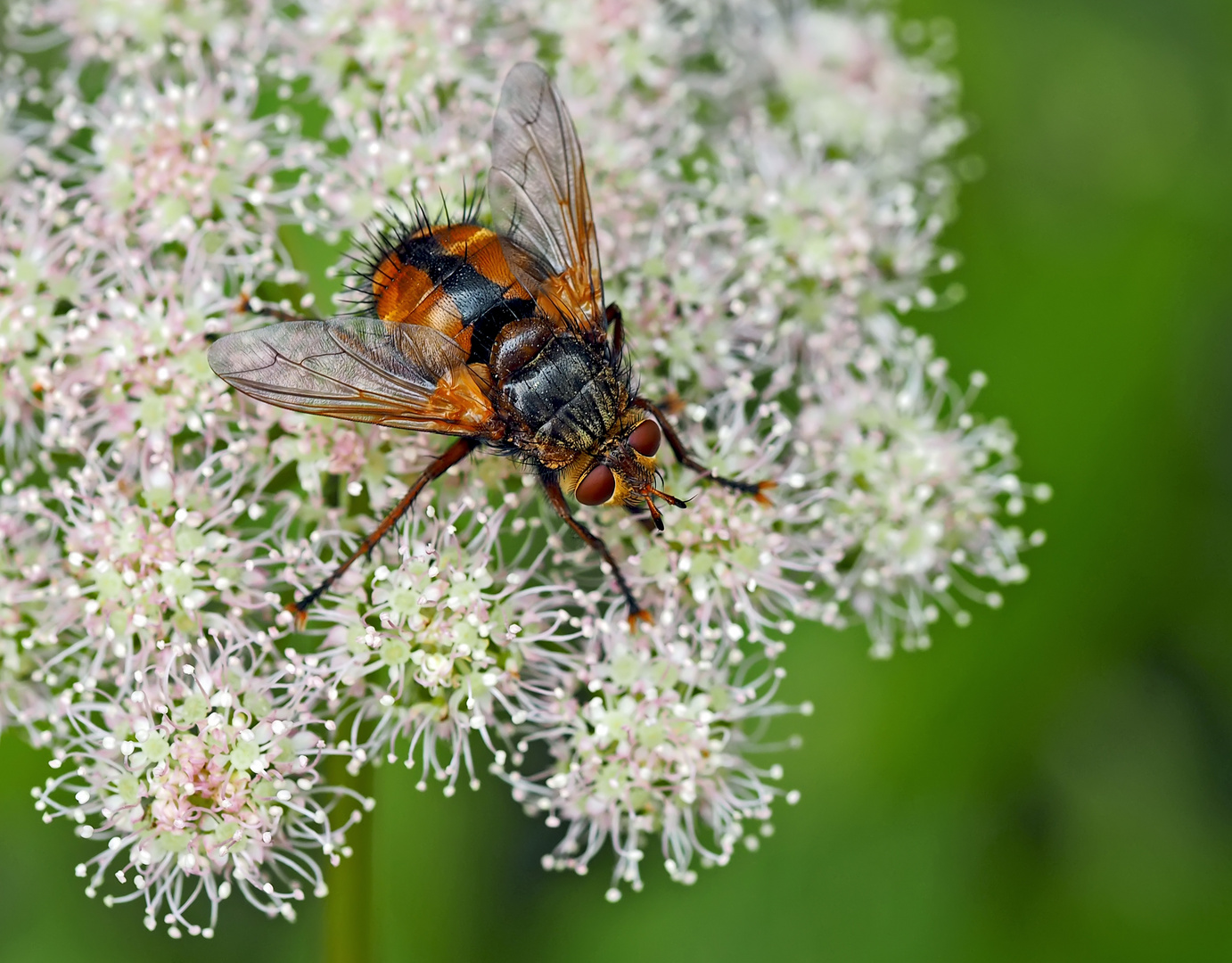 Eine mit Igelstacheln ausgestattete Fliege: Tachina fera - Tachinaire sauvage!