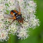 Eine mit Igelstacheln ausgestattete Fliege: Tachina fera - Tachinaire sauvage!