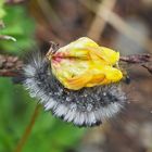 Eine mit Perlen geschmückte Ginster-Streckfuß (Calliteara fascelina)- Raupe *!