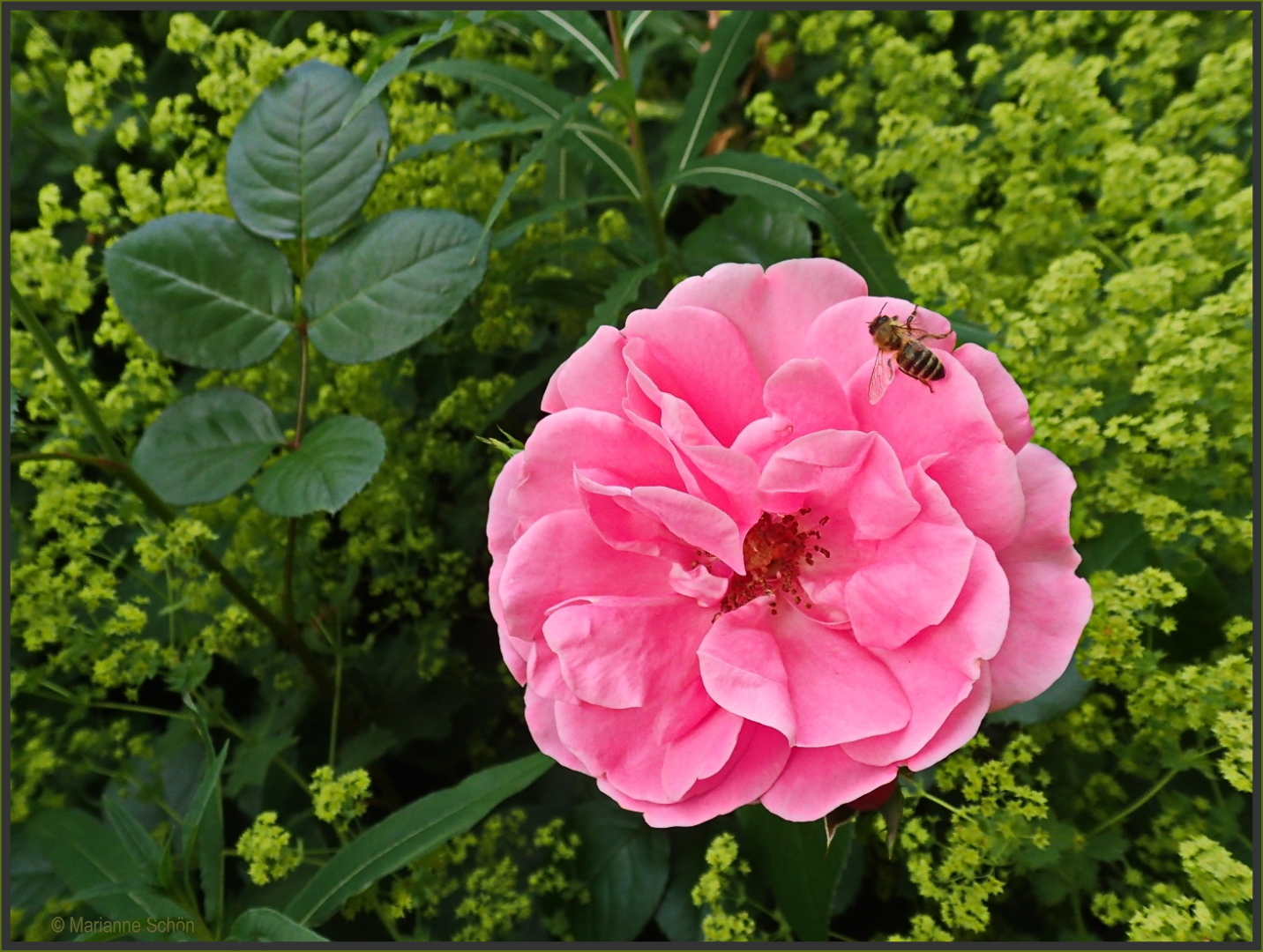 Eine Mittwochsblümchenrose...