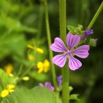 eine Mittwochsblüte